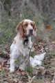 Setter Anglais BRISKA DU PARC DES CHAUMES Setter Anglais BRISKA DU PARC DES CHAUMES